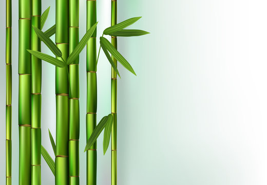 Green bamboo trunks background realistic vector illustration © Svitlana Belinska