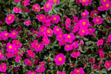 Sun Plant flower