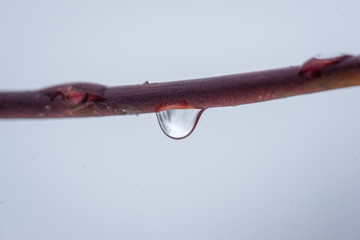 Water Drop on Willow Branch 
