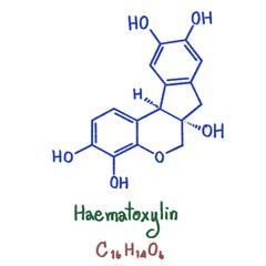 Haematoxylin or hematoxylin also called natural black 1 or C.I. 75290, is a compound extracted from the heartwood of the logwood tree (Haematoxylum campechianum). Haematoxylin and eosin. Illustration 