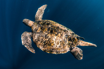  turtle swim in blue sea