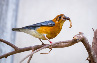 An orange-headed thrush (Geokichla citrina) perches on a branch and eats a mealworm.