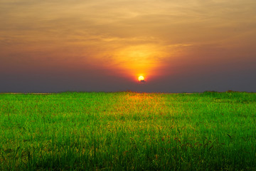 Fototapeta na wymiar Rice farm with blue sky background