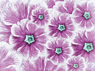 floral background of violet flowers. Flowers white purple with light blue  middle. Nature.