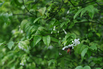 Obraz na płótnie Canvas white flowesr with bee on leaves background