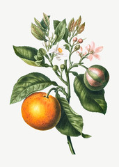Orange tree branch - obrazy, fototapety, plakaty