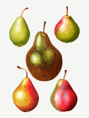 Pear types vintage drawing