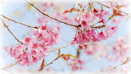 Soft focus Cherry Blossom or Sakura flower on nature background