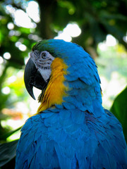 Parrot Profile