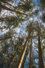 Obraz premium Eucalyptus Tree Forest