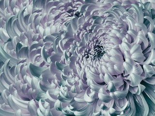 Floral  turquoise-pink  background. Flower blue chrysanthemum close-up. Chrysanthemum petals. Nature.