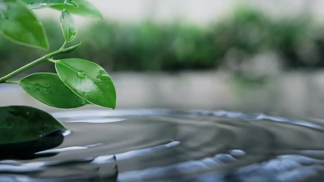 fresh green leaf with water drop over the water , nature leaf branch relaxation with water ripple drops concept , slow motion shot