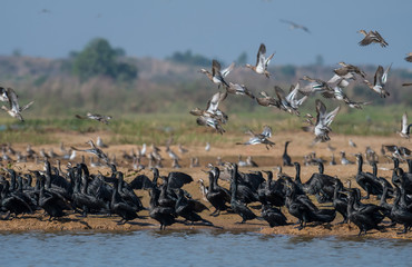 Various water birds at Bueng Boraphet, Nakhon Sawan, Thailand.