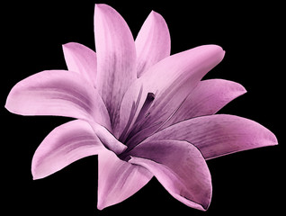 Watercolor lily pink flower.  isolated  with clipping path on the black  background.  for design. Closeup. Nature.