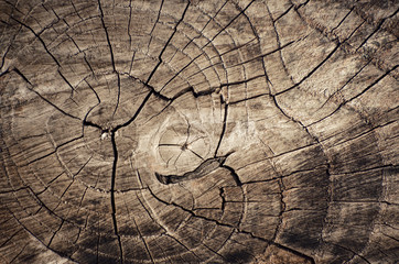 Fototapeta premium Old wood texture. Wooden background pattern. Showing growth rings.