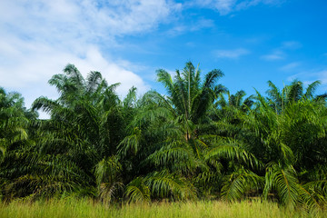 Palm oil plantation in rural southern of Thailand
