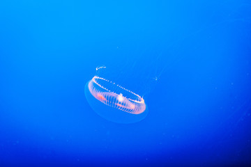 Jellyfish against the background of blue water.