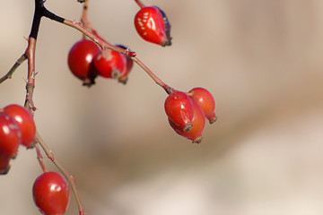 Ripe red rosehips illuminated with a soft light. Blurred background. Autumnal wallpaper.