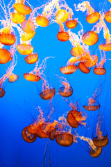 Obraz na płótnie Canvas Jellyfish against the background of blue water.