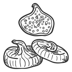 Vector Sketch Dried Fig Fruit