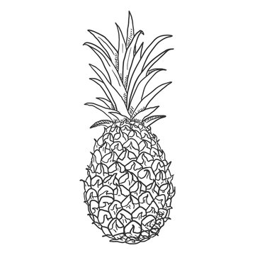 Vector Sketch Whole Pineapple