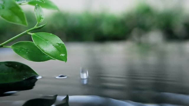 fresh green leaf with water drop over the water , nature leaf branch relaxation with water ripple drops concept , slow motion shot