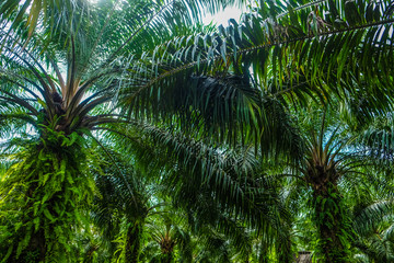 Fototapeta premium Palm oil plantation in rural southern of Thailand
