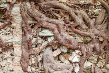 tree root on Cracked  brick wall