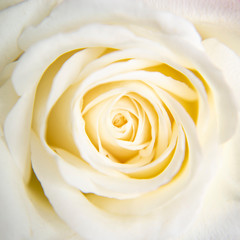Obraz na płótnie Canvas Beautiful of white rose