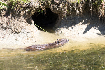 Ein schwimmender Nutria in einem Fluss in Ufernähe an seinem Bau