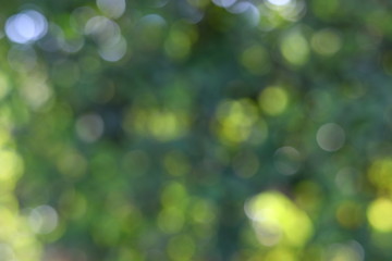 Obraz premium abstract blur beautiful green light bokeh nature summer background