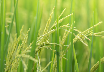 Rice field of wheat