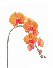 Fototapeta premium yellow orchid flower, isolated