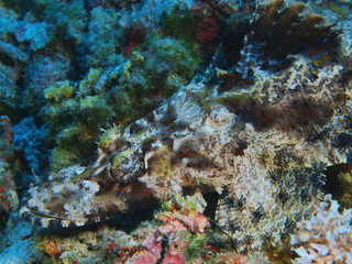 Fototapeta na wymiar The amazing and mysterious underwater world of Indonesia, North Sulawesi, Bunaken Island, flathead