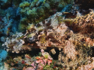 The amazing and mysterious underwater world of Indonesia, North Sulawesi, Bunaken Island, flathead