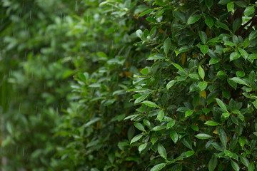 rain drop on green leaf nature