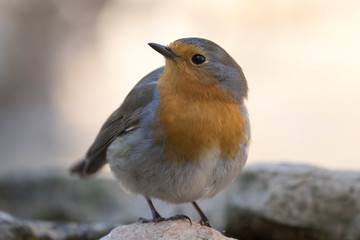 Ein freigestelltes Rotkehlchen sitzt auf einem Stein