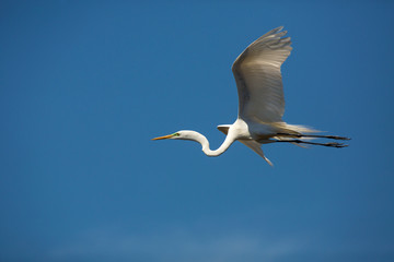 Great egret flying over a swamp in St. Augustine, Florida.