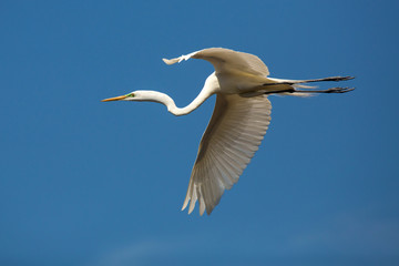 Great egret flying over a swamp in St. Augustine, Florida.