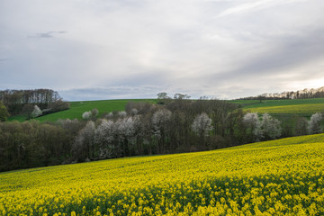 Felder im Frühling
