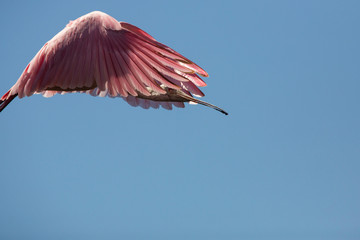 Fototapeta na wymiar Roseate spoonbill flying over a swamp in St. Augustine, Florida.