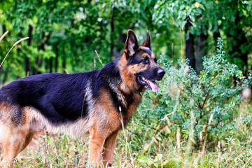 Dog German Shepherd in a forest in a summer