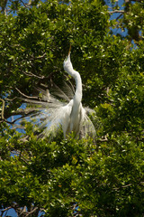 Great egret mating ritual performed in a Florida tree.