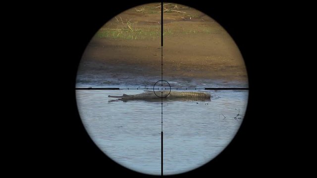 Gharial crocodile (Gavialis gangeticus), also known as the Gavial Seen in Gun Rifle Scope. Wildlife Hunting. Poaching Endangered, Vulnerable, and Threatened Animals