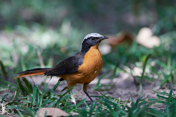 White-crowned robin-chat (Cossypha albicapilla)