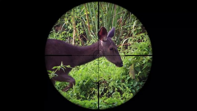 Sambar Deer (Rusa unicolor) Seen in Gun Rifle Scope. Wildlife Hunting. Poaching Endangered, Vulnerable, and Threatened Animals