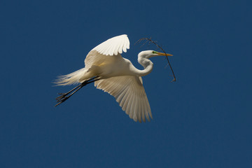 Great egret flying with nesting material at a Florida swamp.