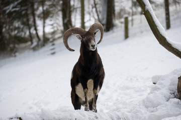 Freigestellter Mufflon in der Frontal-Ansicht vor verschneitem Wald