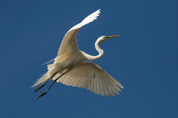 Great egret flying over a swamp in St. Augustine, Florida.