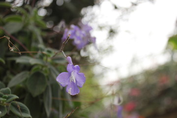 blue flowers in the garden